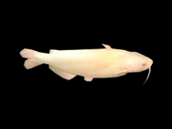 Albino bullhead catfish swim in Cabela's South Ridge tank.