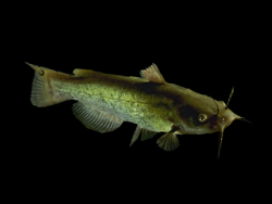 Bullhead catfish swim in Cabela's South Ridge tank.