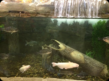 Close-up of tank shows an albino catfish, bass, and more.