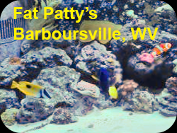 Fat Patty's Barboursville aquarium with clownfish and other saltwater fish