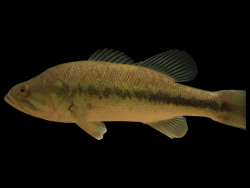 Largemouth bass swim in Cabela's tank.