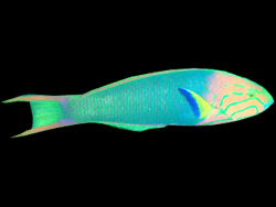 Beautifully colored lunared wrasse