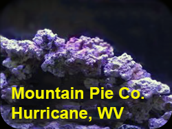 Mountain Pie Co Hurricane tank has damselfish