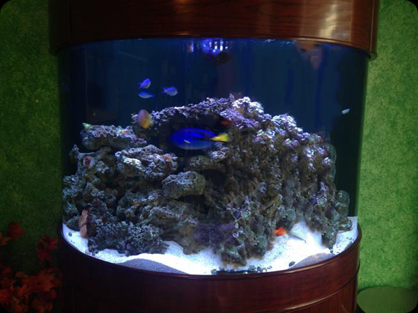 Taylor and Sparks Charleston WV tank features coral, blue tang, and more