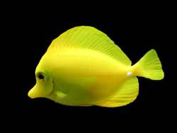 Yellow tang in tropical fish aquarium