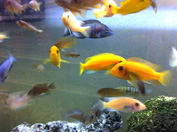 Yellow and blue African cichlids